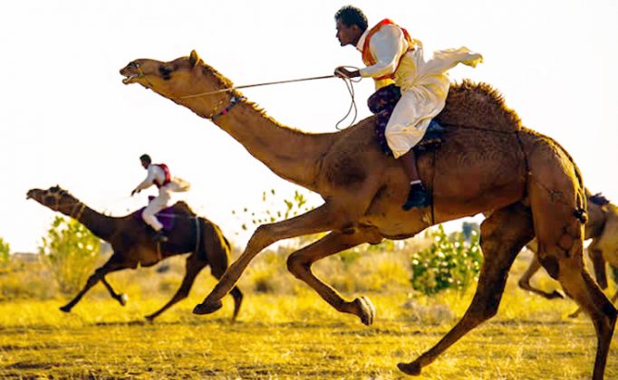 Camel Run In Bikaner