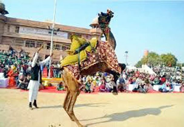 bikaner camel festival