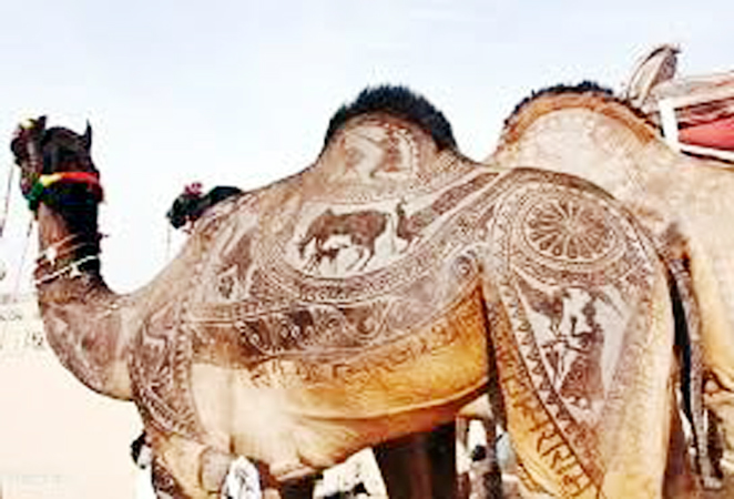 Twenty sixth international camel celebration in bikaner