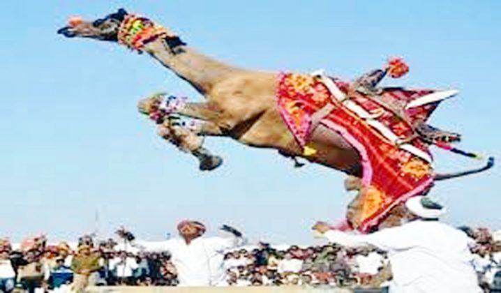 Camel Festival In Bikaner