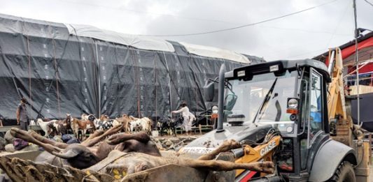 A bulldozer with dead buffaloes in Deonar Abattoir on 8 Aug