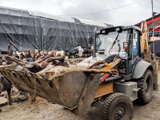 A bulldozer with dead buffaloes in Deonar Abattoir on 8 Aug
