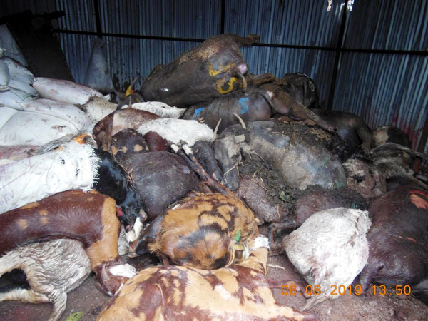 Dead animals in a shed in Deonar Abattoir on 8 Aug
