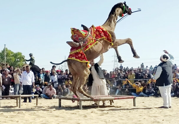 Camel Dance In International Camel Festival Bikaner