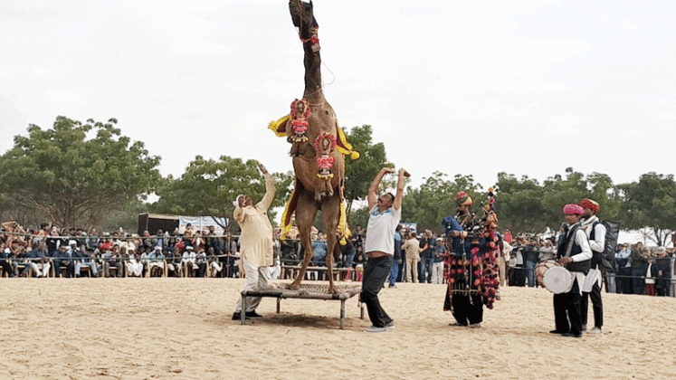 Camel Festival Bikaner