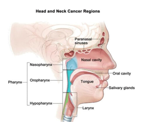 head and neck cancer regions