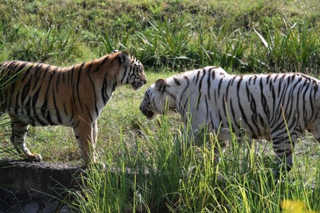 Nahargarh Biological Park