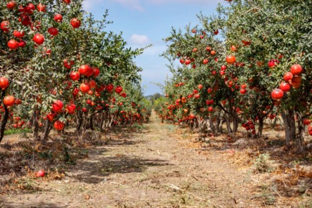 Pomegranate