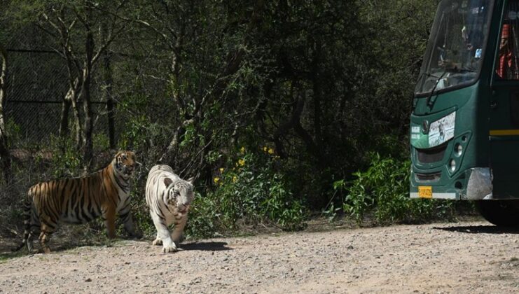 white tiger safari at Nahargarh Biological Park Rajasthan