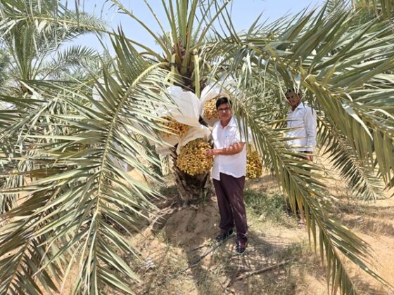 Date palm boom in Bikaner